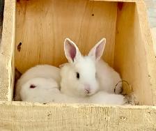Rabbits.     New Zealand/California - Photo 4
