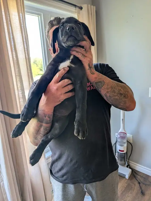 cane Corso pups