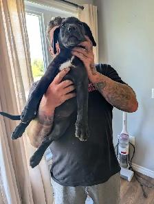 cane Corso pups