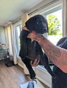 cane Corso pups - Photo 2