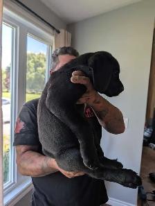 cane Corso pups - Photo 3