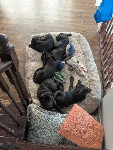 cane Corso pups - Photo 4
