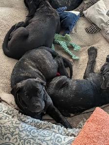 cane Corso pups - Photo 5
