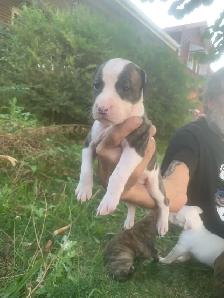 Spanish mastiff/American bully mix