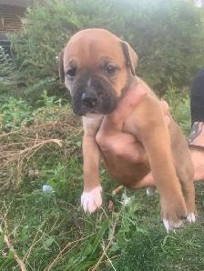 Spanish mastiff/American bully mix - Photo 2