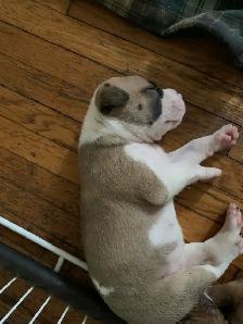 Spanish mastiff/American bully mix - Photo 3