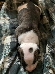 Spanish mastiff/American bully mix - Photo 4