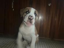 Spanish mastiff/American bully mix - Photo 5
