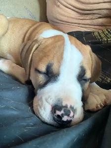 Spanish mastiff/American bully mix - Photo 6