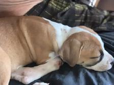 Spanish mastiff/American bully mix - Photo 7