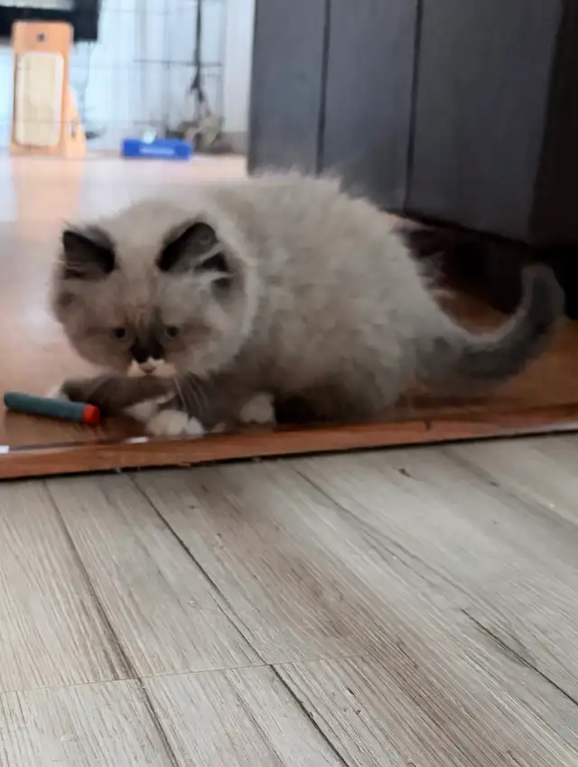 Himalayan Ragdoll Male Kitten