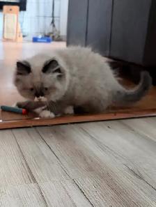 Himalayan Ragdoll Male Kitten