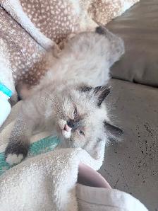 Himalayan Ragdoll Male Kitten - Photo 2