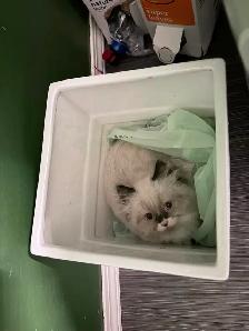 Himalayan Ragdoll Male Kitten - Photo 3
