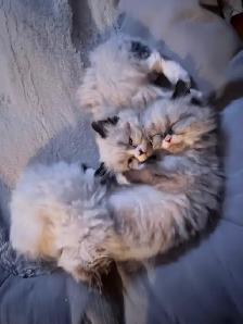 Himalayan Ragdoll Male Kitten - Photo 4