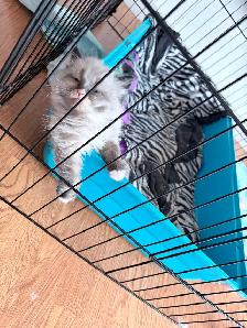 Himalayan Ragdoll Male Kitten - Photo 5