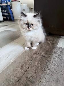 Himalayan Ragdoll Male Kitten - Photo 7