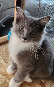 Beautiful Ragdoll kittens, Looking for their FUREVER Home - Photo 2