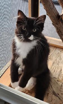 Beautiful Ragdoll kittens, Looking for their FUREVER Home - Photo 4