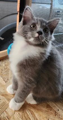 Beautiful Ragdoll kittens, Looking for their FUREVER Home - Photo 5