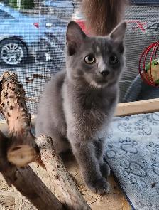 Beautiful Ragdoll kittens, Looking for their FUREVER Home - Photo 6