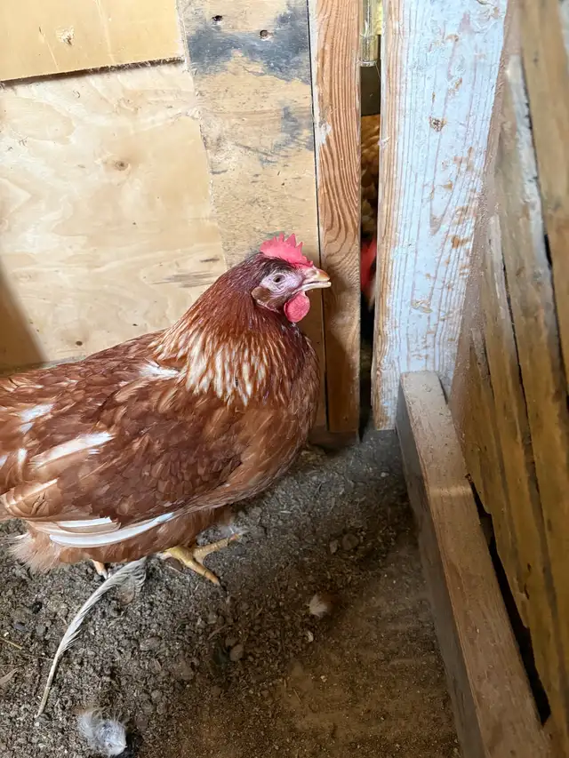 chickens for sale