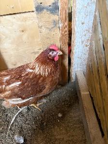 chickens for sale