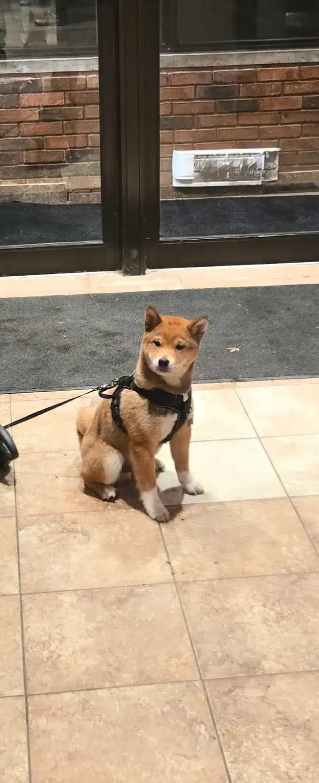 shiba inu