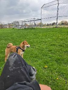 shiba inu - Photo 2