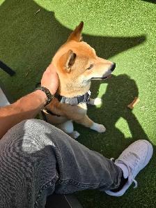 shiba inu - Photo 3
