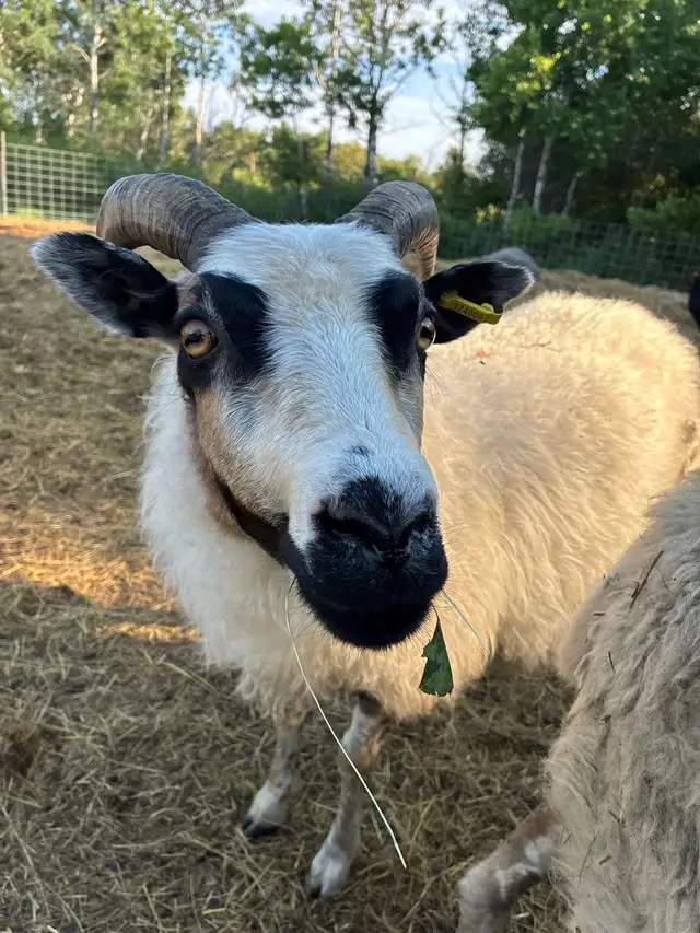 Flock Dispersal - Breeding Ewes