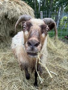 Flock Dispersal - Breeding Ewes - Photo 5
