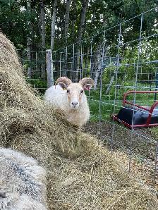 Flock Dispersal - Breeding Ewes - Photo 6