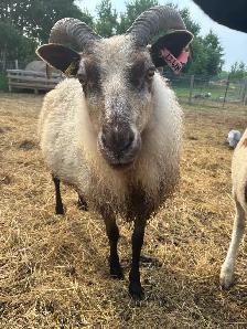 Flock Dispersal - Breeding Ewes - Photo 7