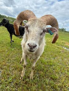 Flock Dispersal - Breeding Ewes - Photo 9