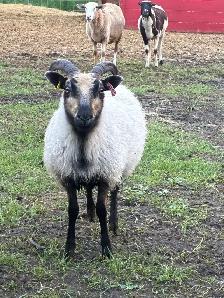 Flock Dispersal - Breeding Ewes - Photo 2