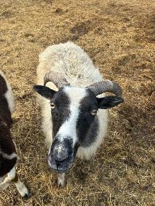Flock Dispersal - Breeding Ewes - Photo 7
