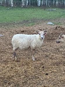 Flock Dispersal - Breeding Ewes - Photo 8