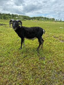 Flock Dispersal - Breeding Ewes - Photo 10