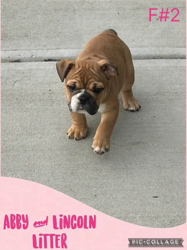 English Bulldog Puppies