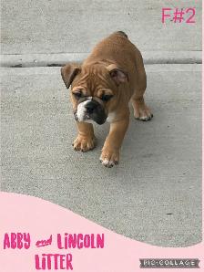English Bulldog Puppies