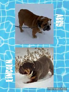English Bulldog Puppies - Photo 2