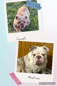 English Bulldog Puppies - Photo 4
