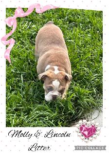 English Bulldog Puppies - Photo 5