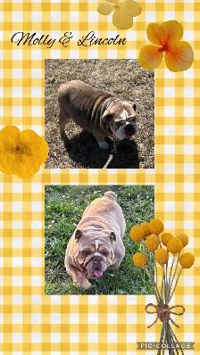 English Bulldog Puppies - Photo 6
