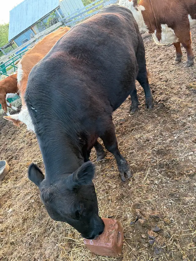 black angus