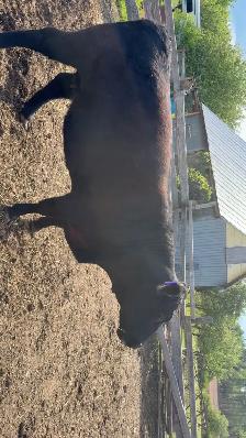 black angus - Photo 2