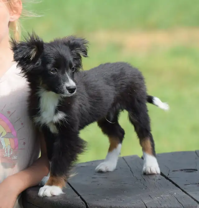 Australian Shepherds