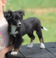 Australian Shepherds