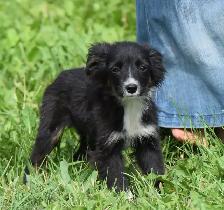 Australian Shepherds - Photo 2